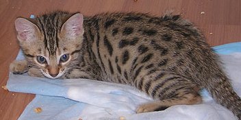 kittens