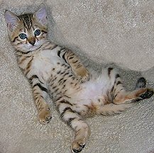 cute kittens