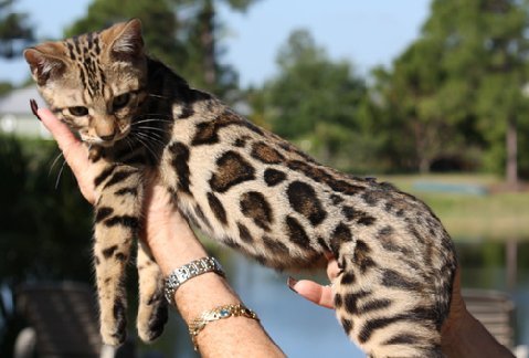 rosetted bengal cats in Florida