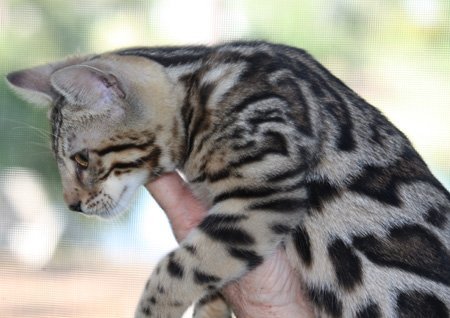 rosetted bengal cats in Florida