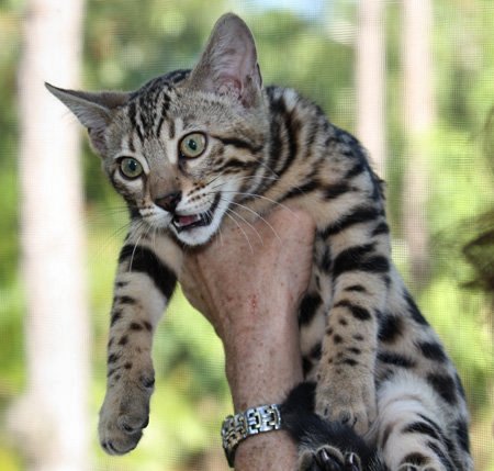 rosetted bengal cats in Florida