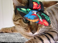 Cool Cats