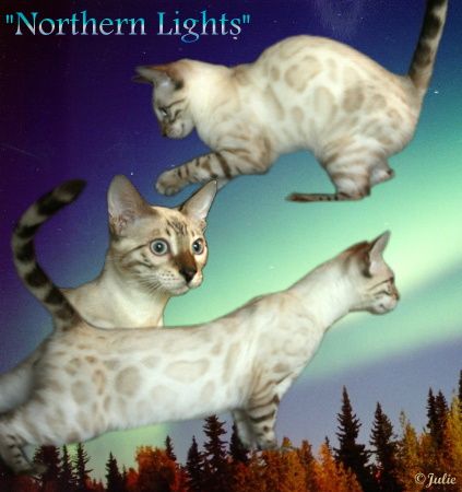 Bengal cats with rosettes and glittter