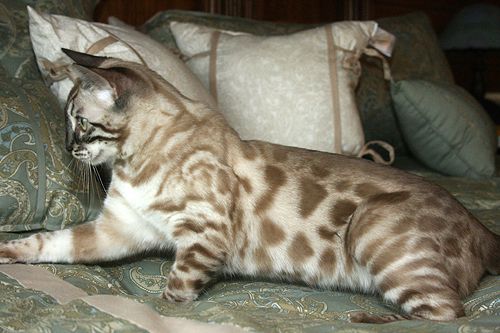 Bengal cats with rosettes and glittter
