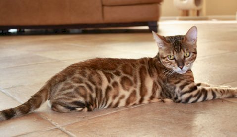 huge rosettes on bengal cats