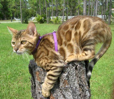 Bengal cats with big rosettes