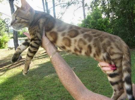 Bengal cats with big rosettes
