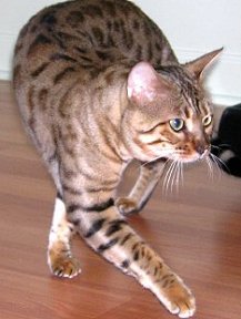 Bengal cat Male