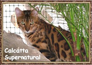 huge rosettes on Bengal cats