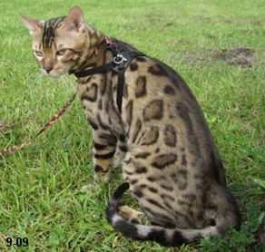 bengals in NW florida