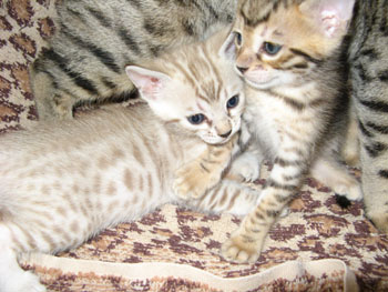 Seal Mink snow  bengal kittens for sale