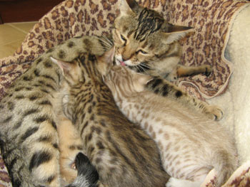 snow leopard  kittens for sale
