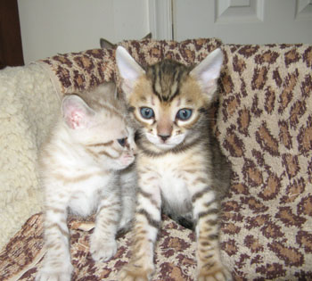 rosetted bengal kittens for sale