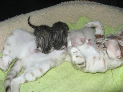 bengal kittens in south Florida