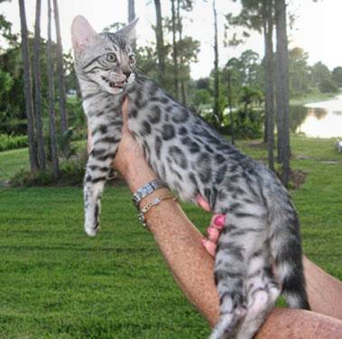 Silver rosetted bengal kittens for sale