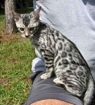 exotic bengal pets in S FL