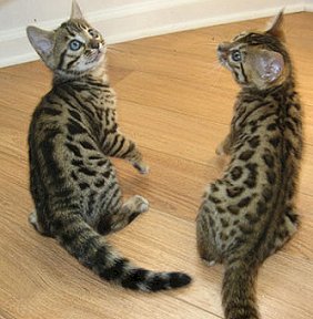 bengal kitens for sale by bengal breeder in S FL