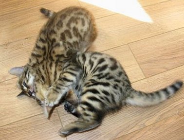 bengal kitens for sale by bengal breeder in S FL