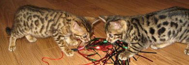 bengal kittens for sale by bengal breeder in S FL
