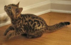 Bengal kittens for sale by bengal breeder in S FL