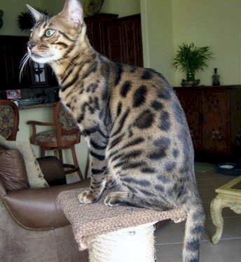 beautiful rosetted bengal babies for sale