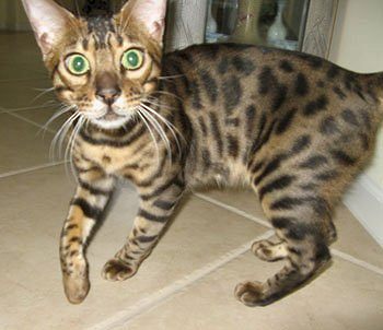 beautiful rosetted bengal babies for sale