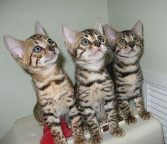 bengal kittens in south florida