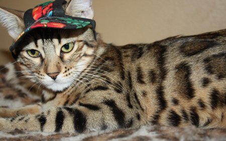 Bengal cat wearing a hat